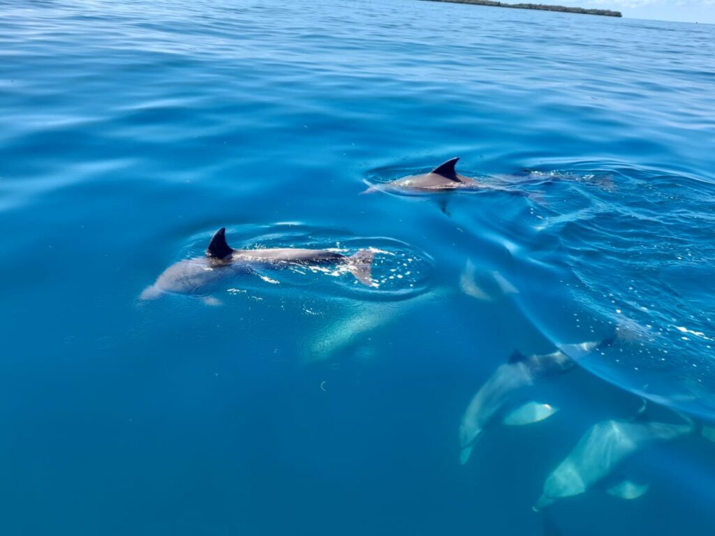 wasini dolphin tours