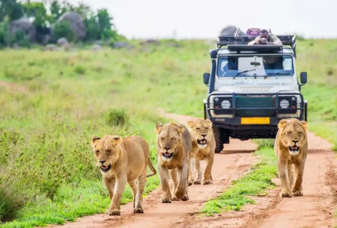 tour & travels safaris