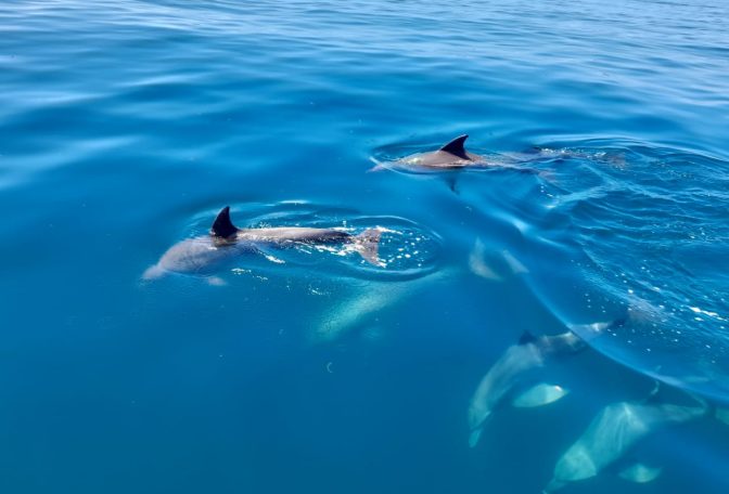 wasini dolphin tours